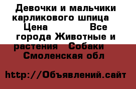 Девочки и мальчики карликового шпица  › Цена ­ 20 000 - Все города Животные и растения » Собаки   . Смоленская обл.